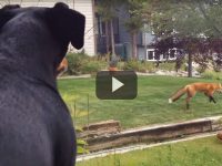 video zorro robando juguetes