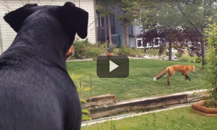video zorro robando juguetes