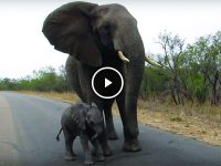 Elefante enseña a su cría a desconfiar de los humanos