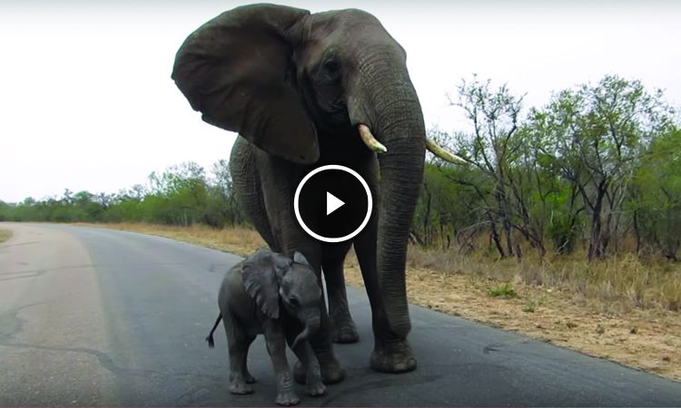 Elefante enseña a su cría a desconfiar de los humanos
