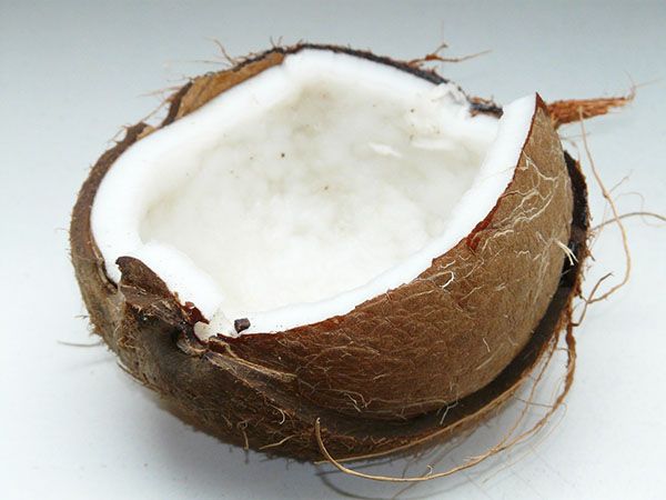 aceite de coco perros