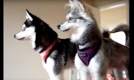 Alaskan Klee Kai