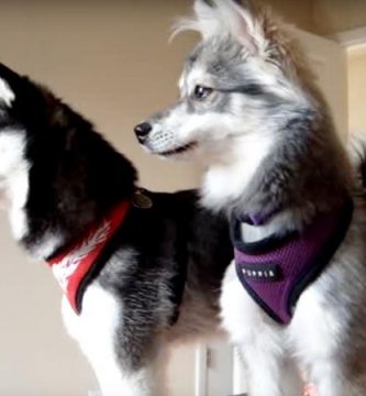 klee kai perro