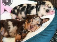 cerdito rescatado video