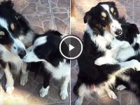 video perros border collies se abrazan