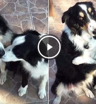 video perros border collies se abrazan