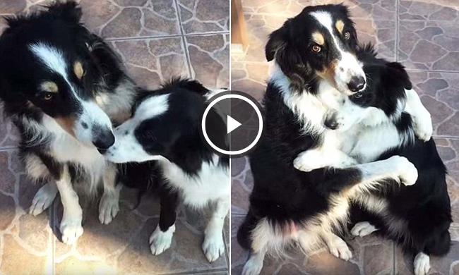 video perros border collies se abrazan