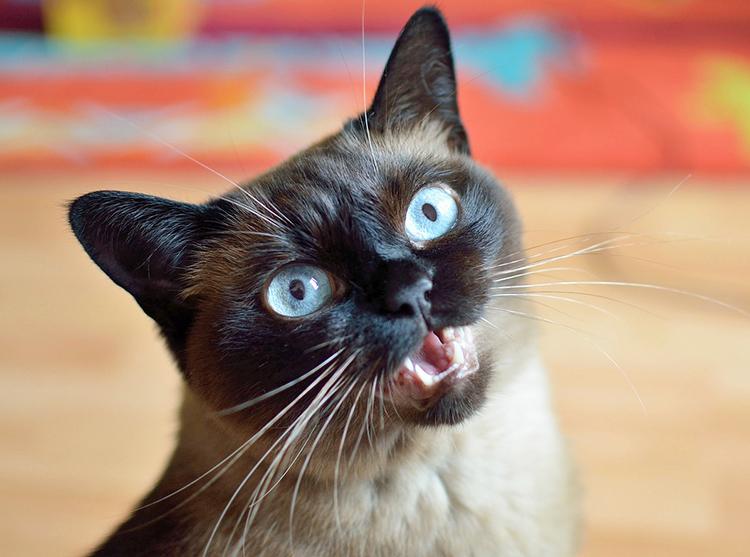 se puede esterilizar una gata en celo