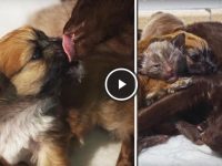 gata adopta cachorro huerfano video