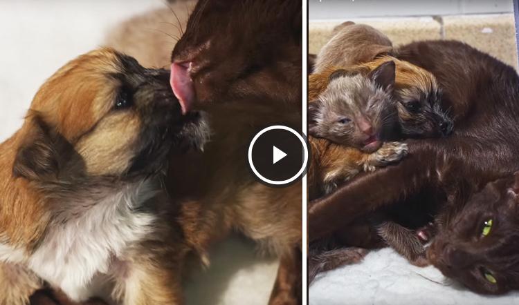gata adopta cachorro huerfano video