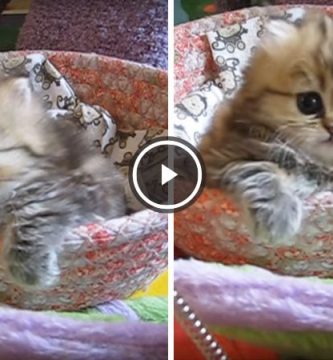 videos de gatitos lindos