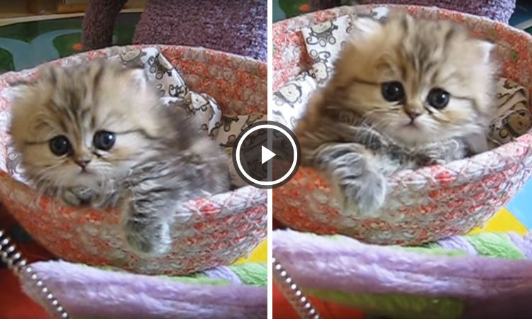 videos de gatitos lindos