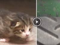 gatito rescatado basura video