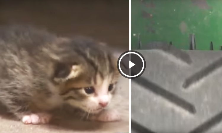 gatito rescatado basura video
