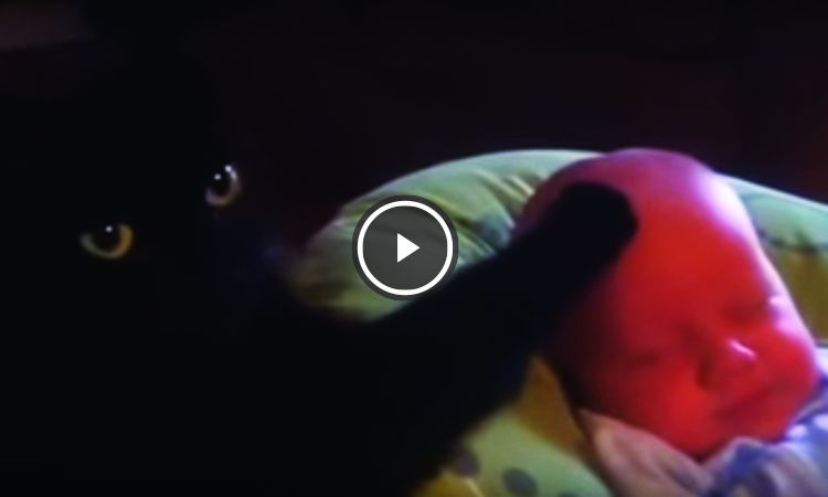 gato calma a un bebé