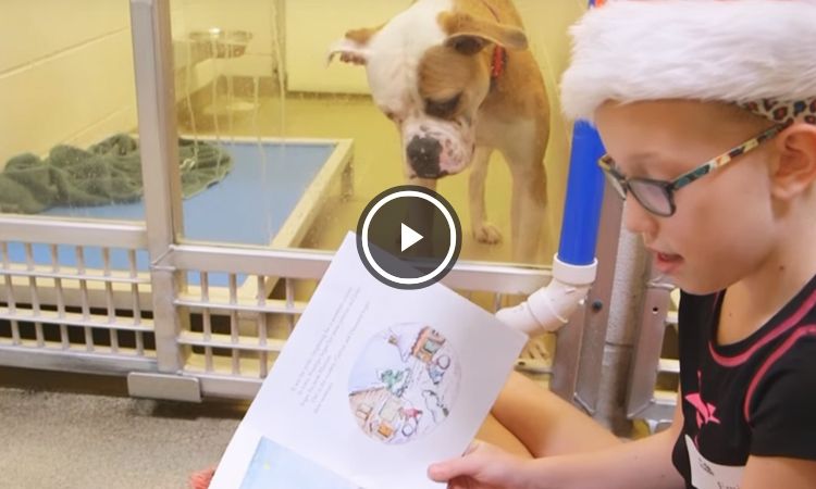 niños leen a perros abandonados video