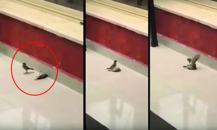 pajaro salva amigo pajaro muerto video