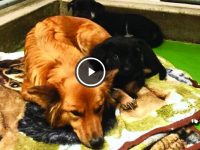 video perra escapa consolar cachorros que lloran