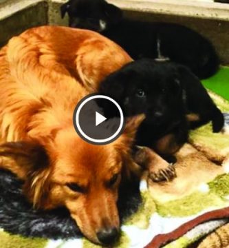 video perra escapa consolar cachorros que lloran