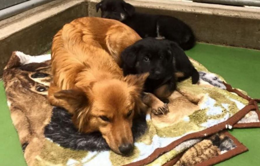 perra escapa jaula consolar cachorros llorando
