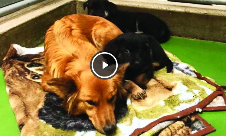 video perra escapa consolar cachorros que lloran