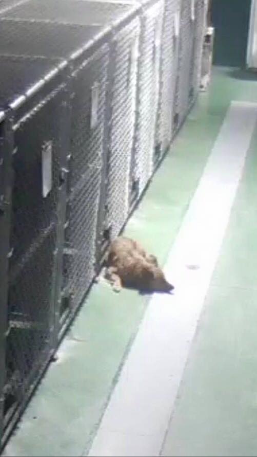 maggie perra escapa cachorros llorando