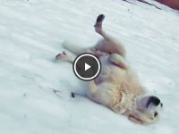 perrito se desliza sobre la nieve