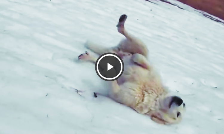 perrito se desliza sobre la nieve