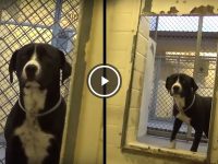perro felicidad se da cuenta adoptado video