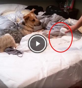video perro le gusta ambientador spray