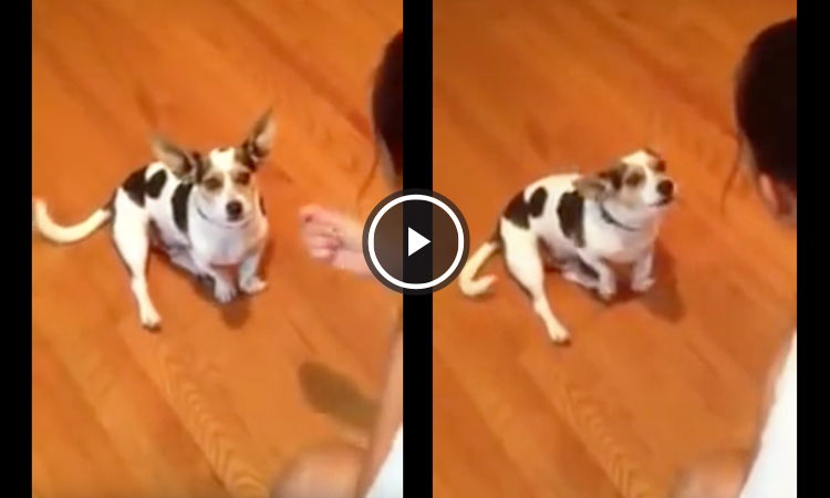 perro maullando video