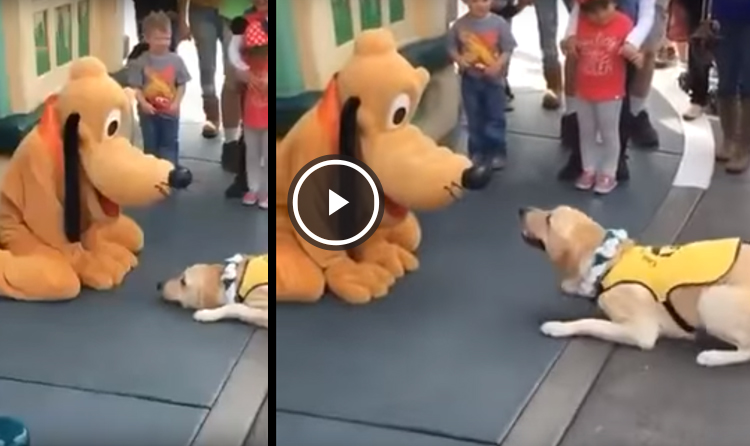 perro ve pluto disney y se emociona