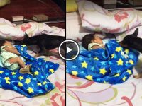 perro taba bebe con manta video
