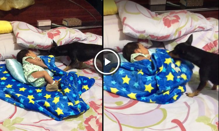 perro taba bebe con manta video