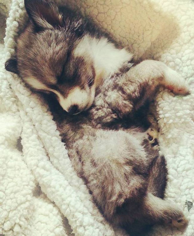 husky ayuda dueña abandonar maltratador