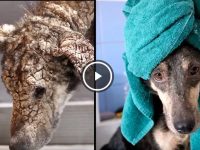 rescate de perro con sarna