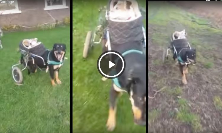 video de perros en silla de ruedas
