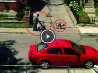 perro espera