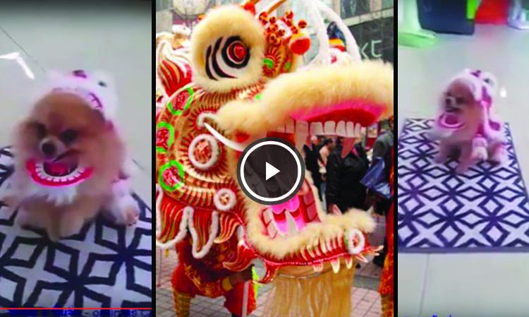 perrito danza del dragon video