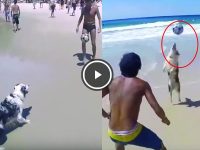 perro juega balon al toque video
