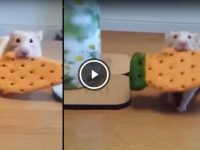 perro roba galleta a hamster video gracioso