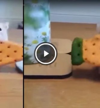 perro roba galleta a hamster video gracioso