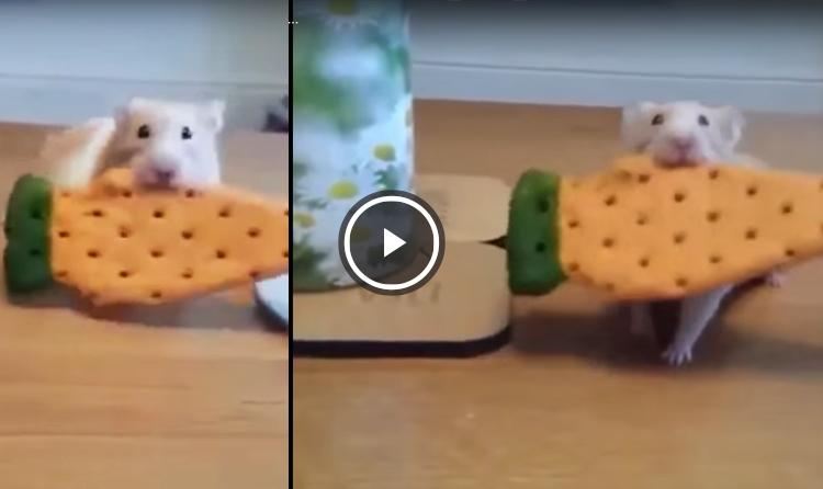 perro roba galleta a hamster video gracioso