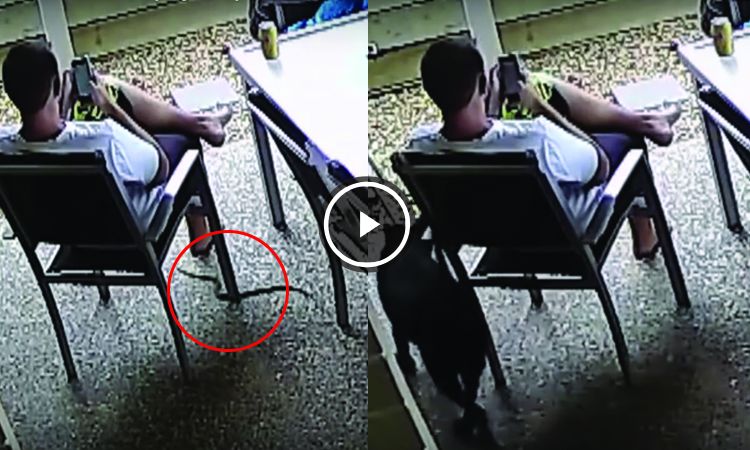 perro salva a su dueño