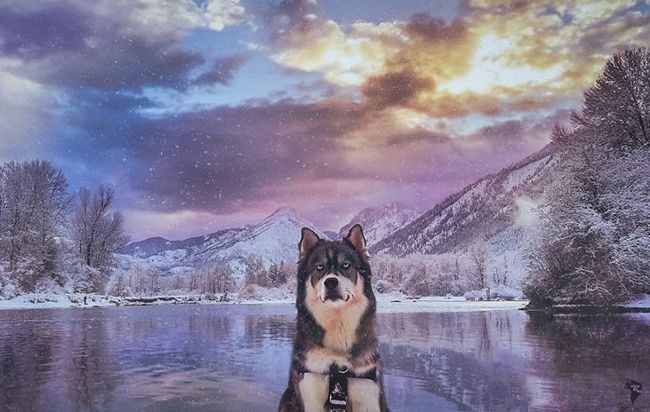 perro ayuda chica dejar novio maltratador