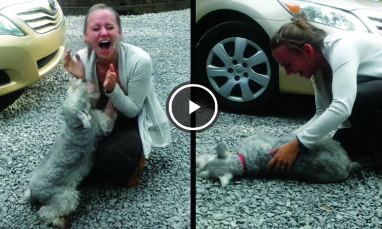 perro se desmaya reencuentro dueña video