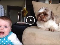 video de bebés y perros