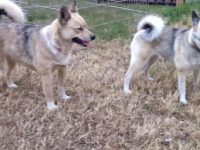 perros pomsky adultos