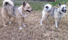 POMSKY ADULTO ¿Como es un pomsky adulto?