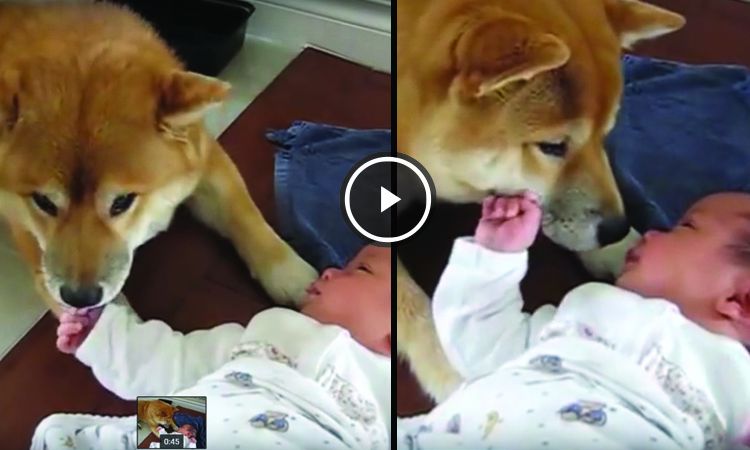 shiba inu para niños